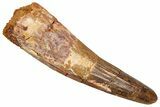 Fossil Spinosaurus Tooth - Feeding Worn Tooth #370735-1